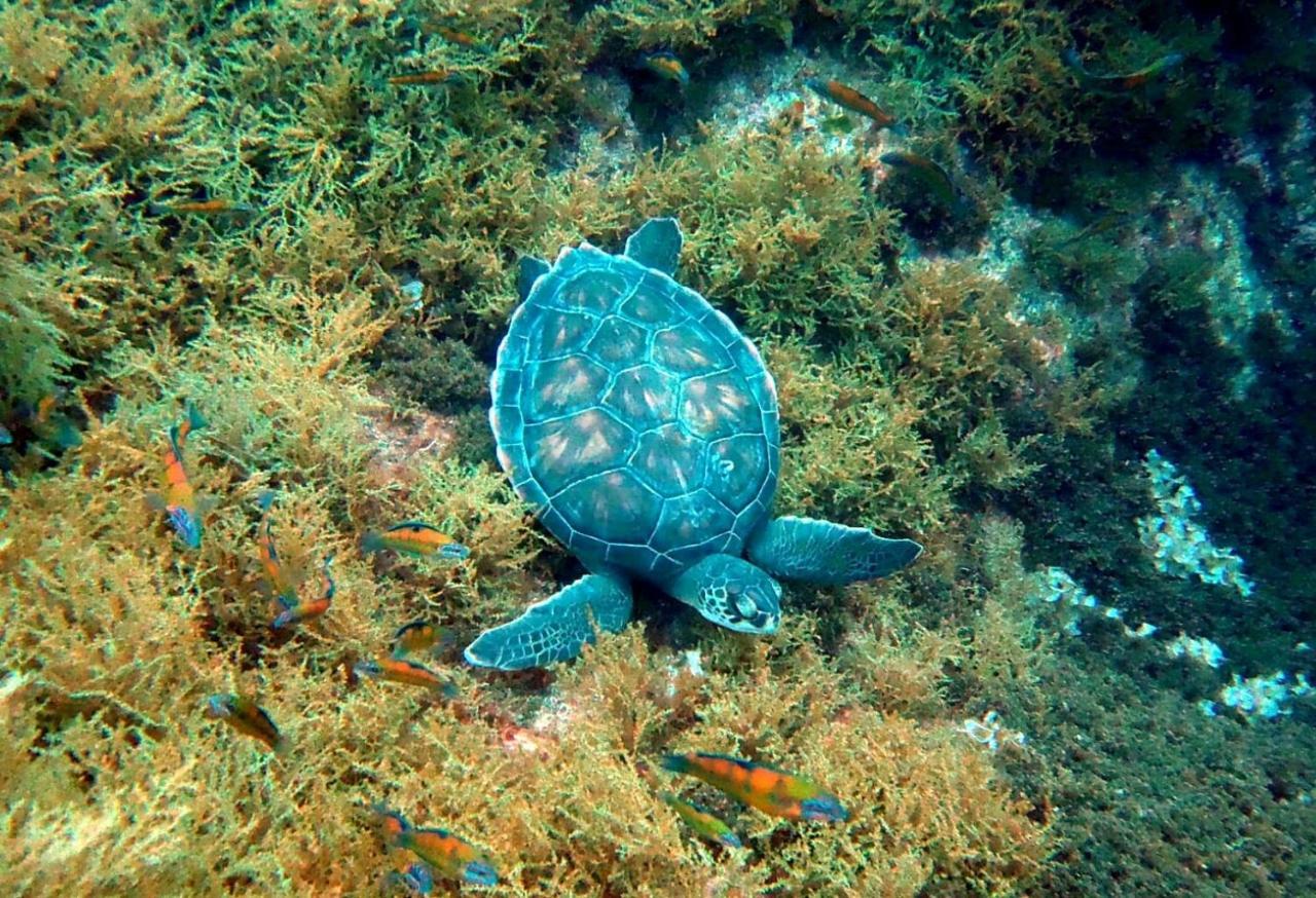 モステイロス Sea Roots "Garden Zone "ヴィラ エクステリア 写真